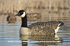 Picture of **FREE SHIPPING** Honker Floater Canada Goose Decoys 4pk by Avian-X Decoys