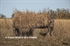 Picture of  *FREE SHIPPING* A-Frame Blind by Avian X Decoys