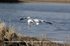 Picture of **SALE** WingBeat Snow Goose Power Flappers by Sillosock Decoys