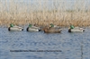 Picture of **FREE SHIPPING** Pro-Grade Sleeper/Rester Mallard Duck Decoys 6 Pack by Greenhead Gear GHG Avery Outdoors