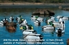 Picture of **FREE SHIPPING**  Pro-Grade January Mallard Harvester 12 pack (AV73164) by Greenhead Gear GHG Avery Outdoors