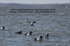 Picture of **FREE SHIPPING** Pro-Grade Bluebill/Lesser Scaup Duck Decoys 6 pk (AV73139) by Greenhead Gear GHG Avery Outdoors