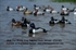 Picture of **FREE SHIPPING** Pro-Grade Ring-Necked Duck Decoys (AV73140) by Greenhead Gear GHG Avery Outdoors
