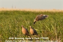 Picture for category Dove Decoys