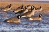 Picture of **FREE SHIPPING** Honker Floater Canada Goose Decoys - RESTER 4pk (AV71075) by Greenhead Gear GHG Avery Outdoors
