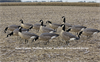 Picture of AXF FLOCKED OUTFITTER Lesser Canada Goose Decoys w/12-slot bag (Z9033) by Avian X Decoys