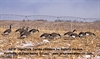 Picture of **FREE SHIPPING** Signature Series Canada Goose Decoys (Painted 6 pk)  by Dakota Decoys