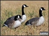 Picture of **FREE SHIPPING** FFD Full Body Honker Active 6 pk w/BAG (AV71574) by Greenhead Gear GHG Avery Outdoors