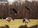 Picture for category Canada Decoys - **SALE**