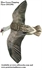 Picture of **SALE** Sillosocks Blue Goose Flapping Flyer Decoy by Sillosock Decoys