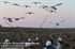 Picture of  **SALE**  Snow Goose Flapping Flyers by Sillosock Decoys