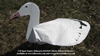 Picture of **SALE** 2-D Sentry Snow Goose Windsock Decoys by Sillosock Decoys