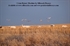 Picture of **SALE** Sillosocks Blue Goose Flapping Flyer Decoy by Sillosock Decoys