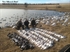 Picture of *SALE* Blue Goose Feeder Decoys by Sillosock Decoys