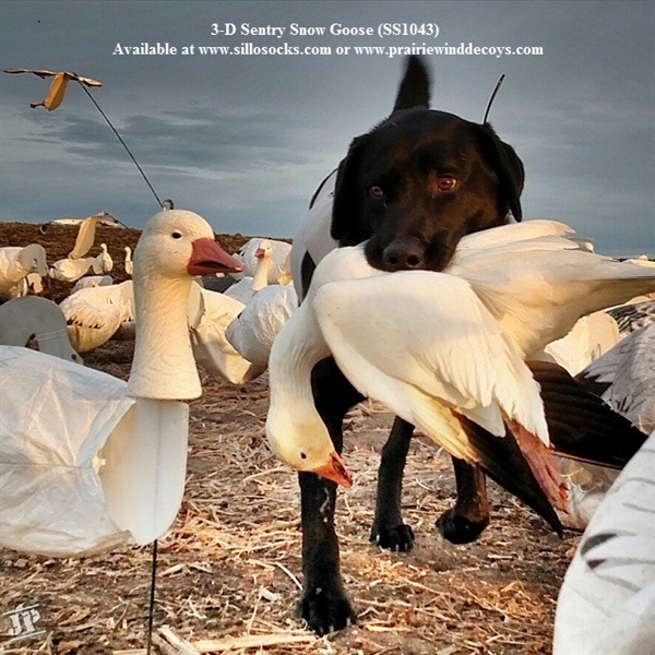 Prairiewind Decoys. *SALE* 3D Sentry Snow Goose Decoys by Sillosock Decoys