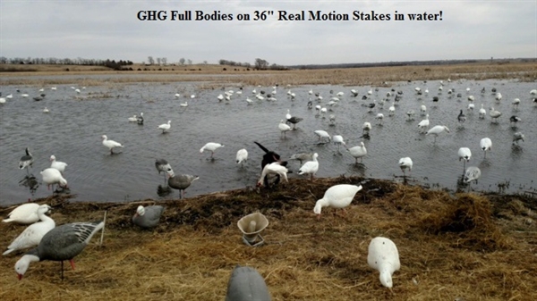 Prairiewind Decoys. FREE SHIPPING Full Body Snow Goose Feeder Decoys