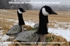 Picture of *SALE* 3-D Sentry Canada Goose Windsock Decoys by SilloSock Decoys