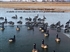 Picture of *SALE* Canada Goose Sleeper Windsock Decoys by Sillosock Decoys