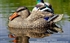 Picture of **SALE**  Mallard Rester Dabbler Duck Decoys 6pk (DAK12130) by Dakota Decoys