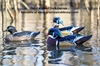 Picture of **FREE SHIPPING**  Wood Duck Decoys 6pk  (DAK17700) by Dakota Decoys
