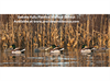 Picture of **FREE SHIPPING** FULLY Flocked Mallard Floater Duck Decoys 12pk (DAK17000) by Dakota Decoys