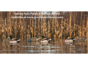 Picture of **FREE SHIPPING** FULLY Flocked Mallard Floater Duck Decoys 6pk (DAK17100) by Dakota Decoys