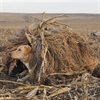 Picture of **SALE** Ground Force Dog Blind Ghillie Cover by Avery Outdoors Greenhead Gear GHG
