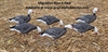 Picture of **SPRING SALE** Migration Blue Goose Full Body Decoys (DAK12090) by Dakota Decoys