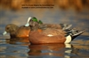 Picture of **FREE SHIPPING** Pro-Grade Wigeon Duck Decoys by Greenhead Gear GHG Avery Outdoors