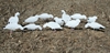 Picture of *FREE SHIPPING* Econo Snow Goose Silhouette Decoys by Real Geese Decoys