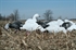 Picture of **FREE SHIPPING** Econo Blue Goose Silhouette Decoys (5 dz) by Real Geese Decoys