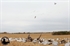 Picture of **FREE SHIPPING** Econo Blue Goose Silhouette Decoys (5 dz) by Real Geese Decoys