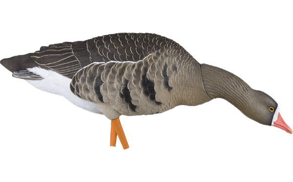 306308 Upright/High - Specklebelly Goose