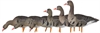 Picture of *SALE* AXF Fully Flocked Fusion Specklebelly Goose Decoys by Avian X Decoys
