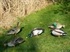 Picture of Mallard Duck Silhouettes by Big Al's Decoys