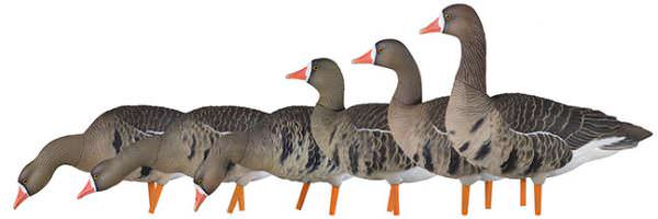 306308 Upright/High - Specklebelly Goose