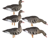 Picture of AXP Fusion Specklebelly Goose Decoys (Painted) by Avian X Decoys