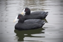 Picture for category Coot Decoys