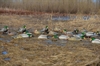 Picture of **FREE SHIPPING** FLOCKED HEAD Pro-Grade Mallard Harvester Duck Decoys 12pk by Greenhead Gear GHG Avery Outdoors
