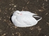 Picture of **FREE SHIPPING** Sleeper Snow Goose Shell Decoys by Greenhead Gear GHG Avery Outdoors