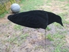 Picture of Flocked Crow Decoys by Sillosock Decoys