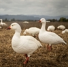Picture of **FREE SHIPPING** Snow Goose Decoys Combo 10 pack (used) by Dave Smith Decoys
